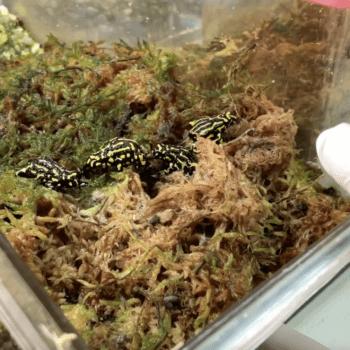 Daily Dive # 183 | An Ark for the Northern Corroboree Frog at Australia’s Taronga Zoo